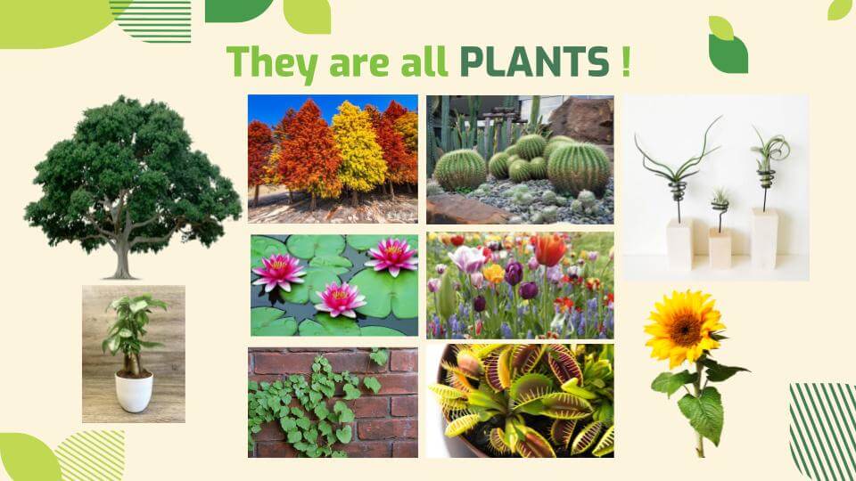 雙語自然課教材, 備課 舉例